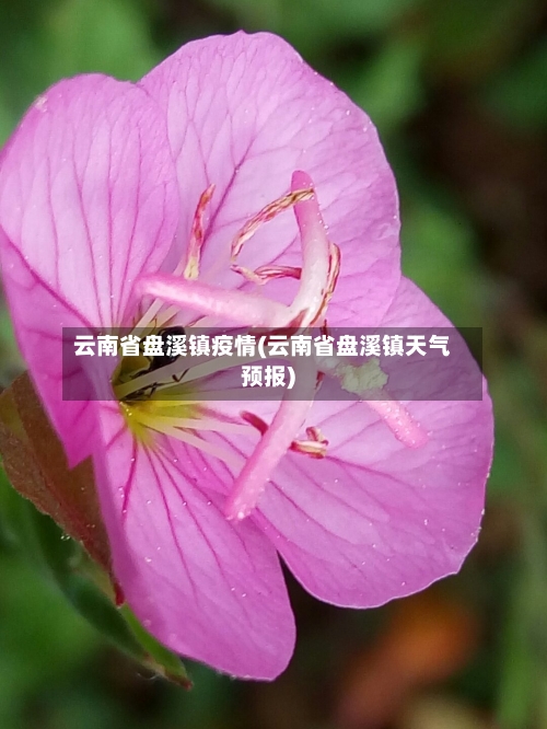 云南省盘溪镇疫情(云南省盘溪镇天气预报)-第1张图片